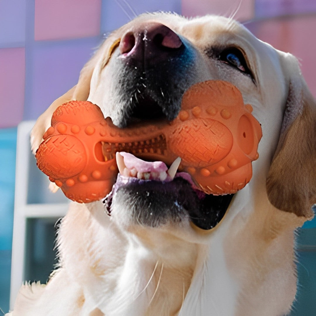 Chien jouant avec l'os en caoutchouc BrushiBone, durable et équipé d'une brosse à dents intégrée pour nettoyer les dents et masser les gencives.