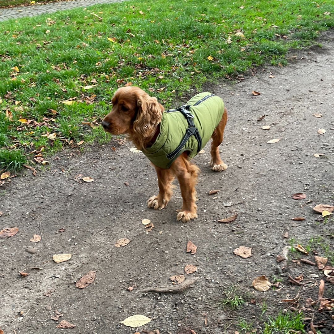 Manteau imperméable StormGuard pour chien, sangles abdominales pour un ajustement parfait, protection contre la pluie et le vent.