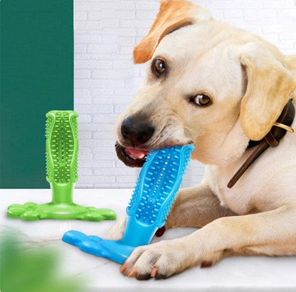 Chien mâchant le jouet DuraDent en caoutchouc naturel, conçu pour nettoyer les dents et résister aux mâcheurs agressifs. Jouet interactif avec réservoir de dentifrice.