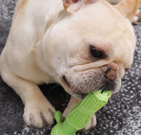 Chien mâchant le jouet DuraDent en caoutchouc naturel, conçu pour nettoyer les dents et résister aux mâcheurs agressifs. Jouet interactif avec réservoir de dentifrice.