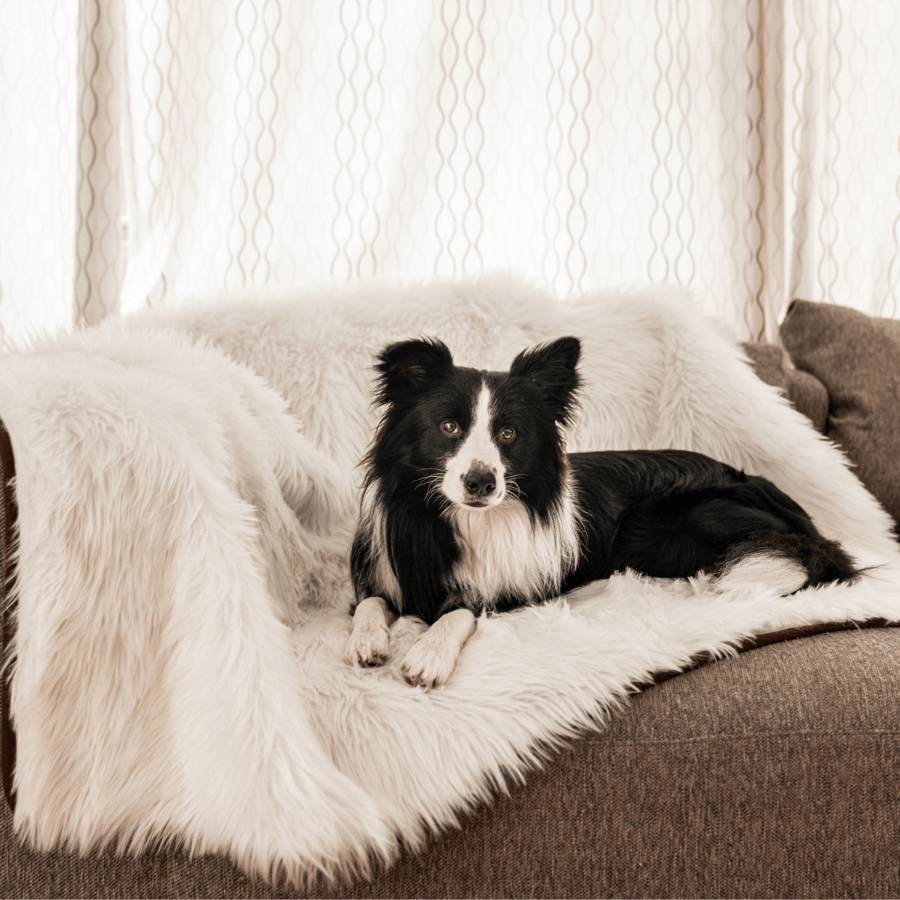 Couverture imperméable PawShield, fausse fourrure douce et micro-suède, protège meubles et voitures contre la saleté et les poils.