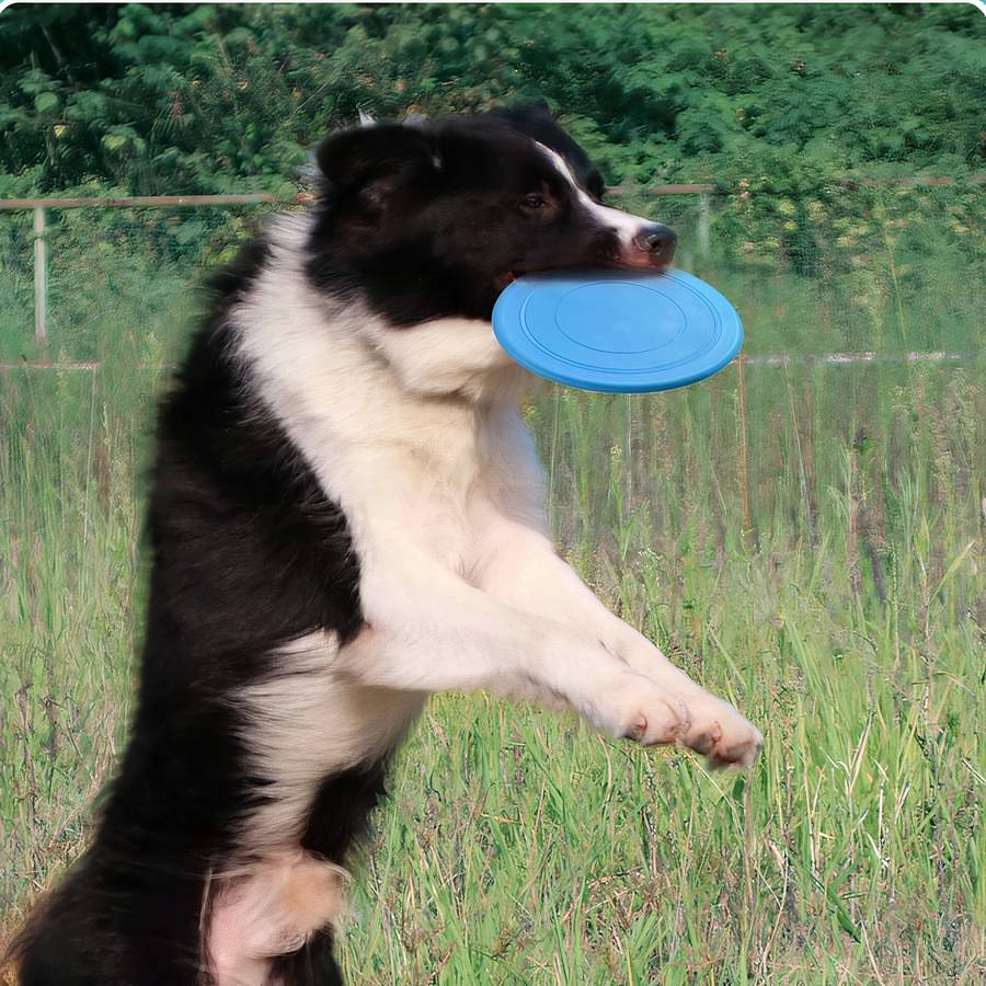 ChasePlay | Disque Volant Souple pour Chien en Caoutchouc