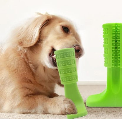 Chien mâchant le jouet DuraDent en caoutchouc naturel, conçu pour nettoyer les dents et résister aux mâcheurs agressifs. Jouet interactif avec réservoir de dentifrice.