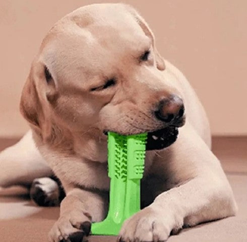 Chien mâchant le jouet DuraDent en caoutchouc naturel, conçu pour nettoyer les dents et résister aux mâcheurs agressifs. Jouet interactif avec réservoir de dentifrice.