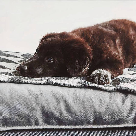 Bliss | Matelas moelleux pour chien