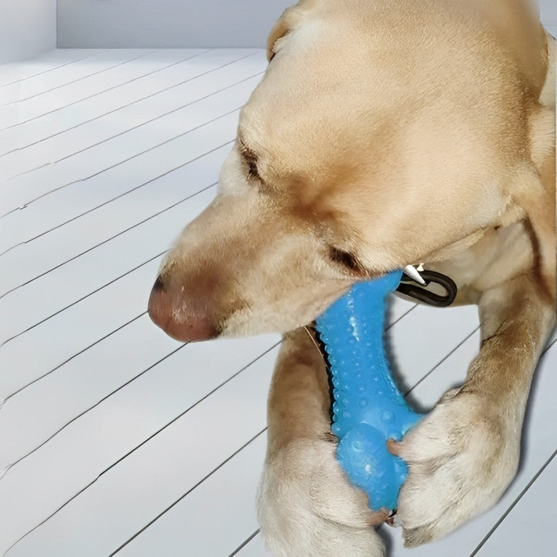 Chien jouant avec l'os en caoutchouc BrushiBone, durable et équipé d'une brosse à dents intégrée pour nettoyer les dents et masser les gencives.