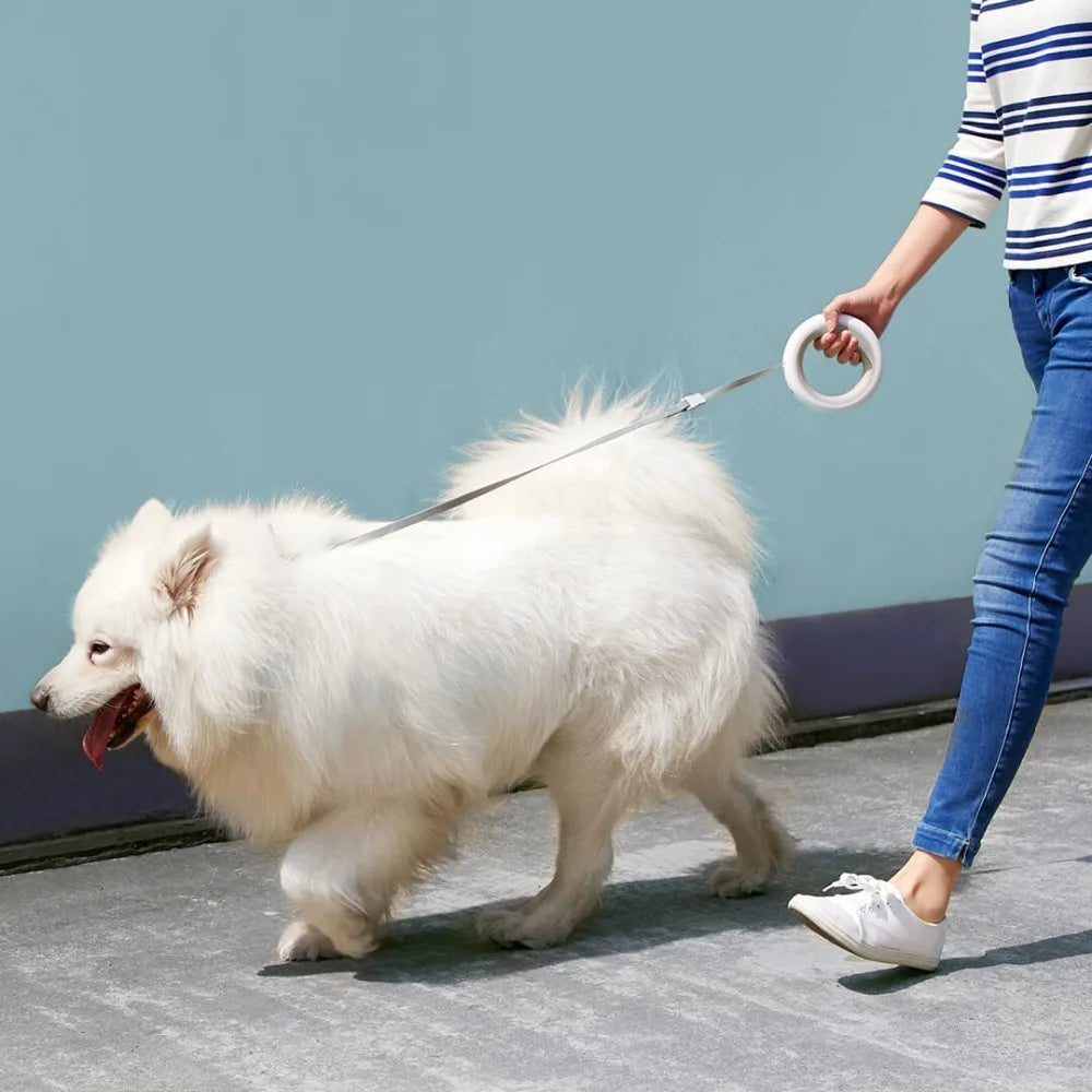 Chien promené avec la laisse intelligente FlexiWalk, équipée d’un éclairage LED intégré et d’une poignée ergonomique pour un confort et une sécurité optimaux.