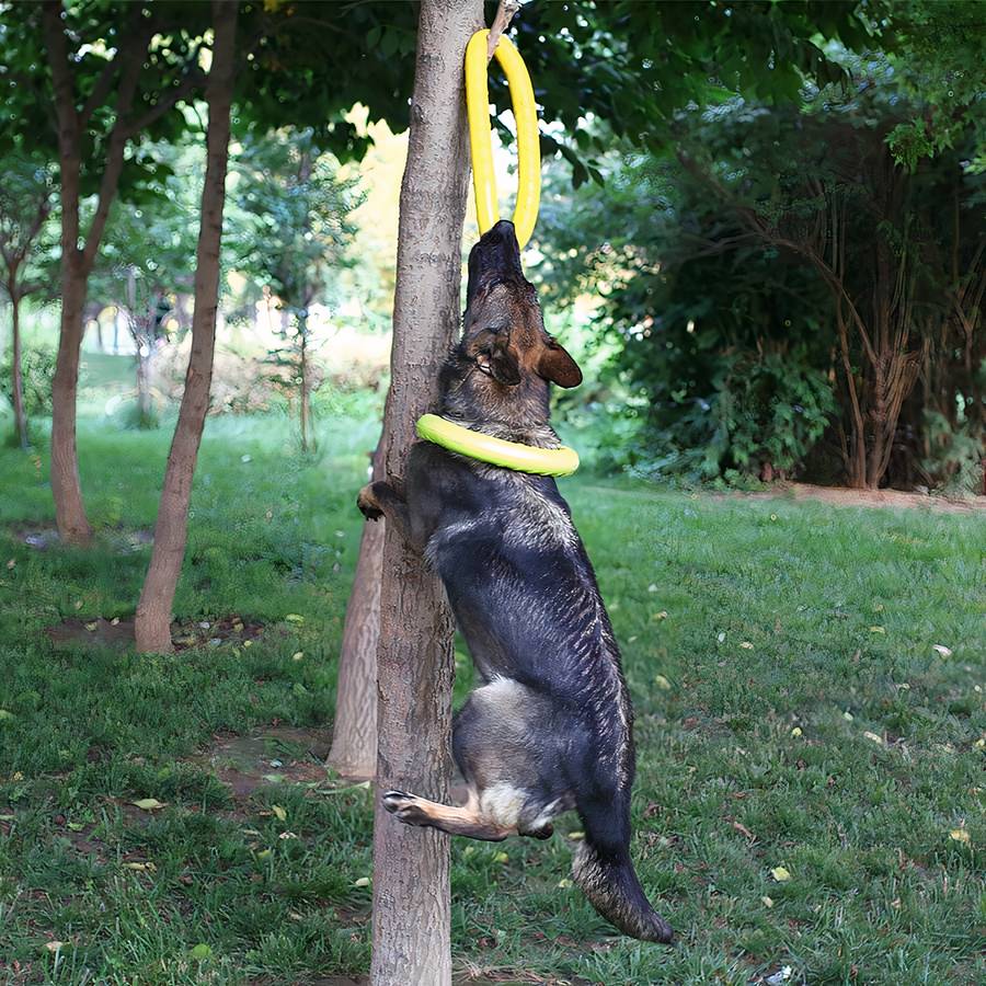 FlyFetch | Anneau de Lancer Aérodynamique pour Chien