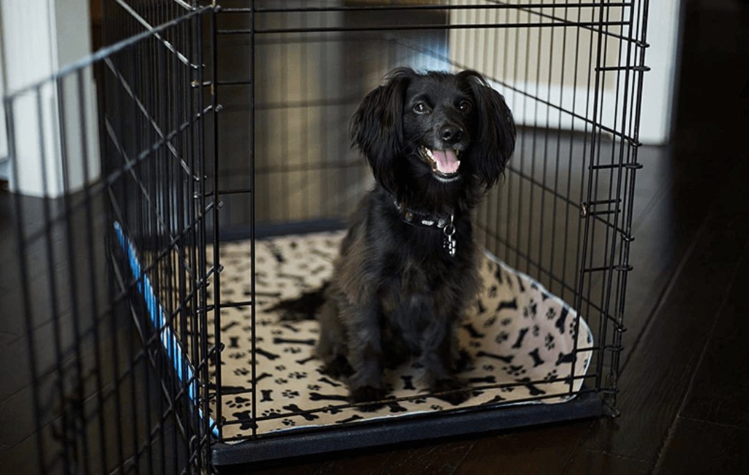 Tapis réutilisable EcoPad pour chien, absorbant et imperméable, lavable en machine, idéal pour l'entraînement et la protection des sols.