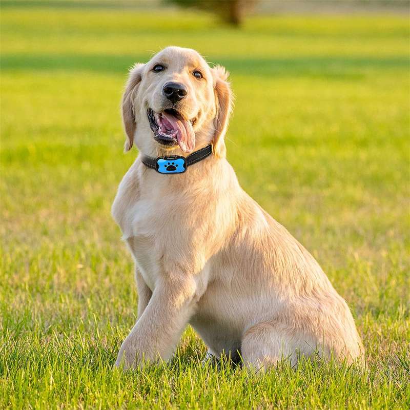 Collier anti-aboiement BarkControl pour chien, avec technologie de vibrations et ultrasons, sans douleur, ajustable et rechargeable par USB.