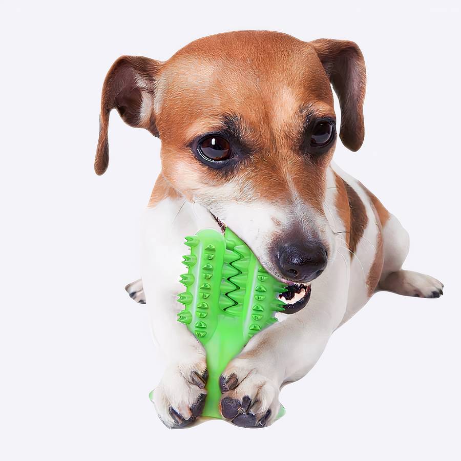 CactusFun | Jouet à Mâcher Sûr et Durable pour Chiens