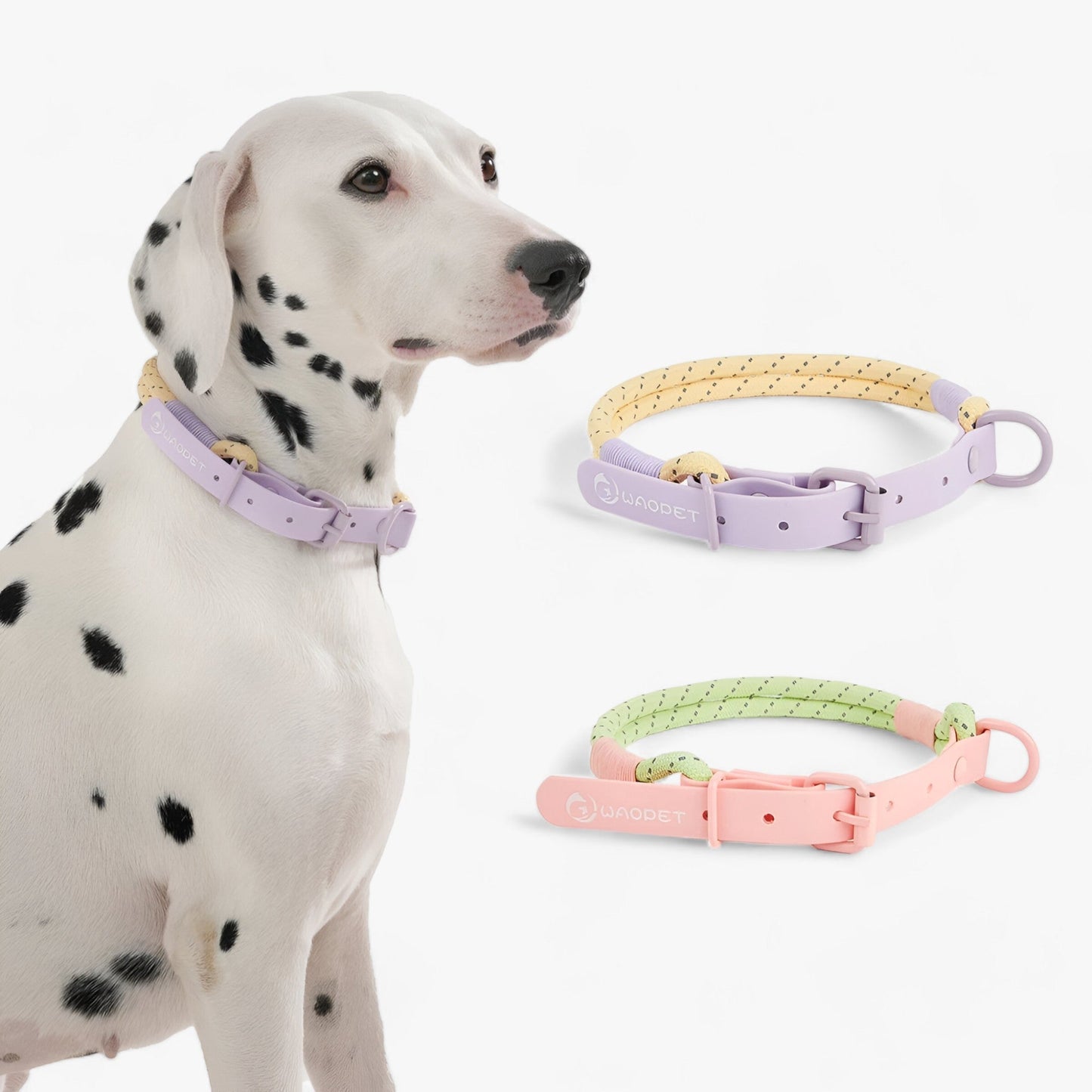 Chien portant l'ensemble collier et laisse ChicPaw, design coloré en PVC durable, idéal pour petits et moyens chiens.